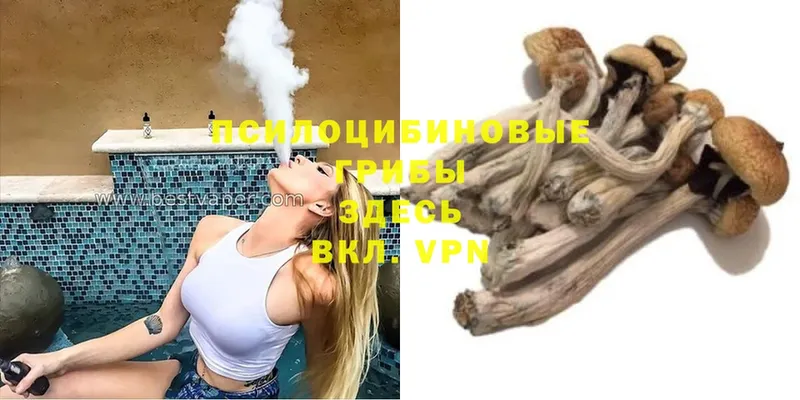 Псилоцибиновые грибы Psilocybine cubensis  Каргат 